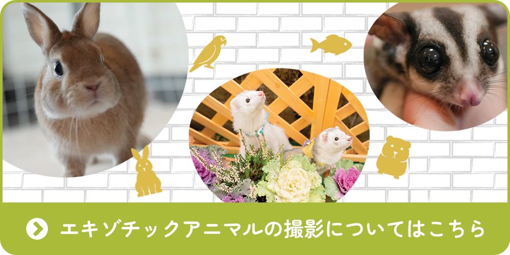 エキゾチックアニマルの撮影についてはこちら