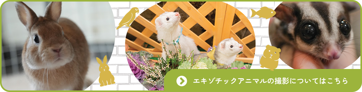 エキゾチックアニマルの撮影についてはこちら